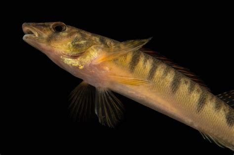 log fish|Common Logperch — Conservation Fisheries.